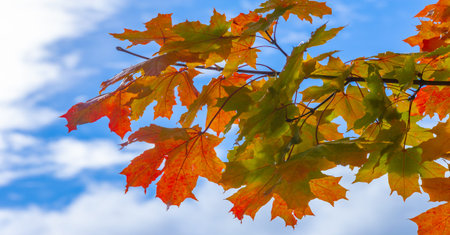 Autumn leaves on the branches of trees. No spring and summer beauty has such grace as I saw in one...