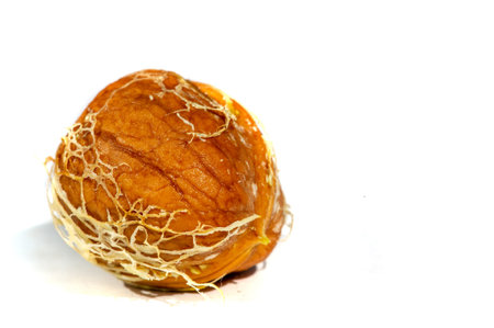 Walnut. I can eat black walnut all the time, it's not the taste of the week!
