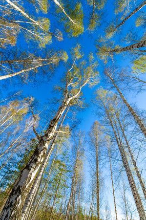 A beautiful photo of a birch forest in early spring. The tops of the trees are captured against a clear blue sky. Nature-inspired artwork to decorate your home or office.の写真素材