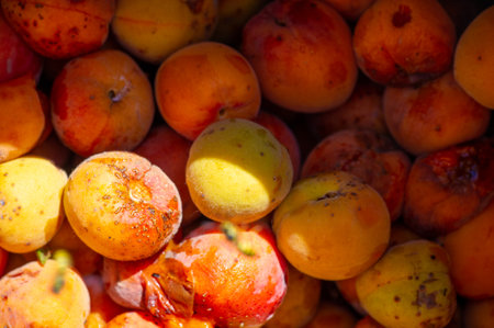 Make homemade apricot liqueurs from fresh apricots. Learn how to make apricot must for making a variety of apricot-based products. Explore different recipes and flavor preservation methodsの写真素材