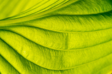 Exquisite hosta leaves with intricate veining. A Green Masterpiece That Will Leave You Breathless...
