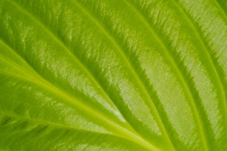 Exquisite hosta leaves with intricate veining. A green masterpiece that will leave you breathless.