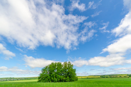Spring photography, young shoots of cereals. Ripening wheat. Green shoots of photosynthesis under the bright sun. Phosphorus and nitrogen fertilizers introducedの写真素材