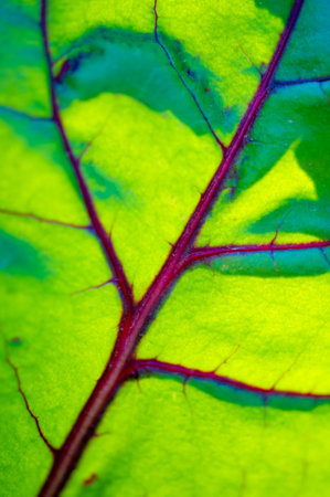 Unique red veins add a pop of color to beet leaves Great for adding visual interest to salads and...