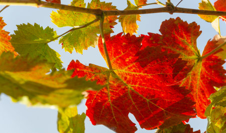 Autumn red leaves on the vine. There is something incredibly nostalgic and meaningful about the annual fall leaf cascade.の写真素材