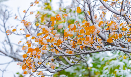 The first snow fell on autumn leaves. Autumn has come golden. Nature trembles, turns pale, As a victim, he left majestically ..の写真素材