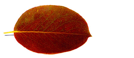Autumn leaves on a white background. While autumn lasts, I don't have enough hands, a camera and...