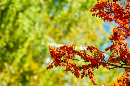 Vibrant shades of red, orange and yellow on tree leaves. Outdoor landscape with warm autumn glow....