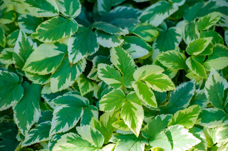 Ornamental plant with variegated leaves. Also known as Bishop's Weed or Cheeseweed. It grows well in...