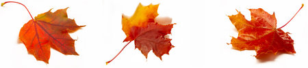 Beautiful fall maple leaves in vibrant colors Perfect addition to any fall themed project or...