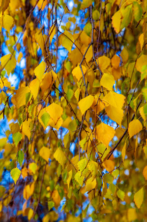 The best time of the year Colorful autumn leaves of birch, deciduous tree with white bark and with...