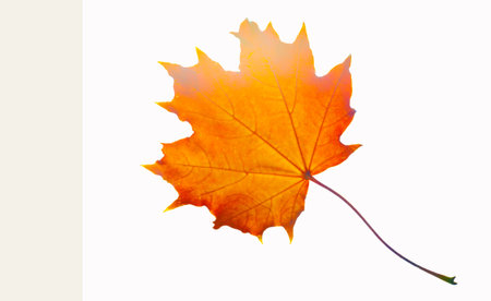 Beautiful close-up shots of fall foliage. Detailed images that capture the stunning colors of fall...