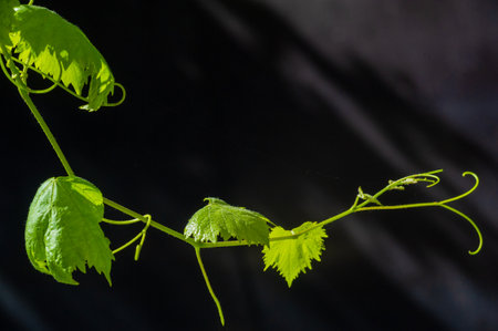Let this delightful vine be your daily reminder to stay grounded and grow into the light.の写真素材