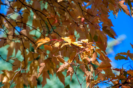 Vibrant shades of red, orange and yellow on tree leaves. Stunning contrast with sunlight. Capture...