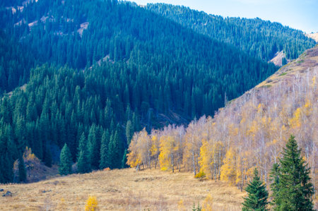 autumn mountains, Tien Shan spruce, Experience the thrill of an exciting cross-country adventure. Let the tranquility of the breathtaking pine trees inspire your wanderlust.の写真素材
