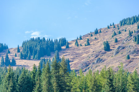 Breathtaking view of the Tien Shan in autumn. The vibrant foliage and evergreen pines create a stunning tapestry of nature's colors. Towering mountains create a dramatic backdropの写真素材
