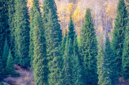 Experience the beauty of the Tien Shan Mountains. Explore birch trails and rocky wonders. Find tranquility among the breathtaking pine trees. Embark on an exciting outdoor adventure.の写真素材