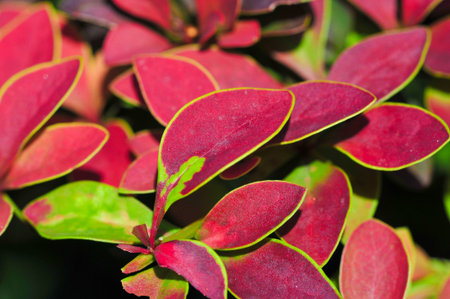 Decorative barberry. Adds a pop of color and texture to any garden or landscape Drought resistant and low maintenance plant option Can be used for hedges.borders.or as standalone focal pointsの写真素材
