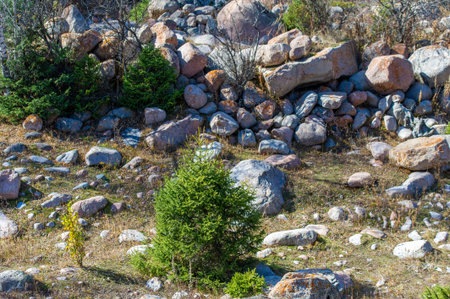 Feel the tranquility of the Tien Shan mountains. Discover the serenity of a pristine river and lush green forest. Immerse yourself in the soothing sounds of nature's melody.の写真素材