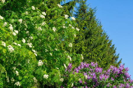 Rowan blossoms. Each flower is creamy white, 5-10 mm in diameter, with five petals. Rowan is...