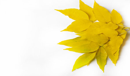 autumn, sketch of autumn in the photo, yellow burgundy red leaves, joyful pictures