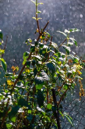 Rediscover the beauty of nature this summer Feel the refreshing raindrops on vibrant green leaves...