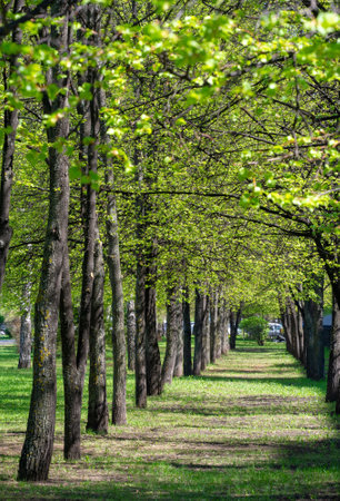 Park area of the city. Common features of municipal parks include playgrounds, gardens, walking, jogging and fitness trails or paths, bridle paths, sports fields and courts.の写真素材
