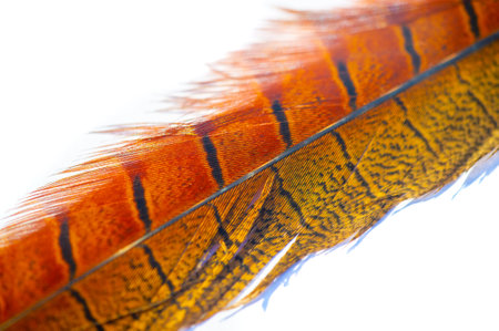 Exquisite details highlight the beauty and freedom of the pheasant feather. Elegant and graceful design that enhances natural beauty. The perfect embodiment of elegance and grace.の写真素材