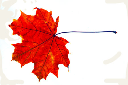 Beautiful close-up shots of bright autumn maple leaves Captures the intricate details and colors of leaves An artistic and visually appealing photography option for fall themed projects or decorationsの写真素材