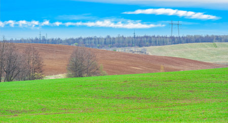 Enjoy the beauty of nature with lush green carpets and blue skies. Winter crops bring hope for an early spring.の写真素材