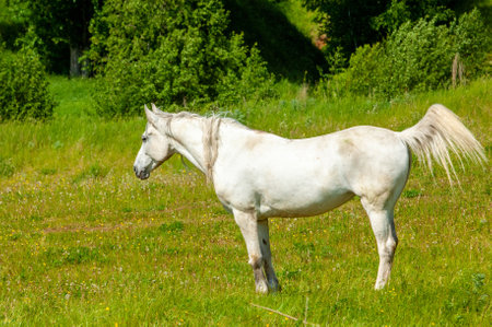 Beautiful image of a white horse grazing in a field. Design elements inspired by nature symbolize peace.freedom.and tranquility.の写真素材