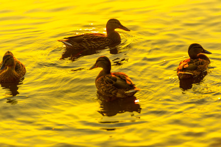 Relax as you watch the serene scene of ducks swimming in the river. Watch the setting sun create a beautiful backdrop for tranquility. Enjoy a relaxing moment surrounded by the beauty of nature.の写真素材