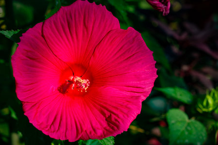 Hibiscus rosa-sinensis, Chinese rose. Hibiscus flower tea is known by many names and is served both hot and cold. The drink is known for its red color, tart taste and vitamin C content.の写真素材