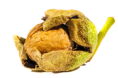 Walnut.の写真素材