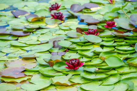 Lotus. Nelumbo. Nymphaeaceae. Water lily.Symbol of purity and enlightenment. Comes in a variety of...