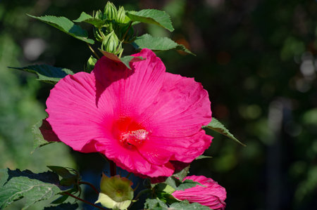 Hibiscus rosa-sinensis, Chinese rose. Hibiscus flower tea is known by many names and is served both hot and cold. The drink is known for its red color, tart taste and vitamin C content.の写真素材