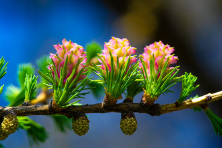 the stunning beauty of bright pink larch cones in spring. Take a moment to appreciate the wonders of nature. Capture a rare view of nature's beauty in full bloom.の写真素材