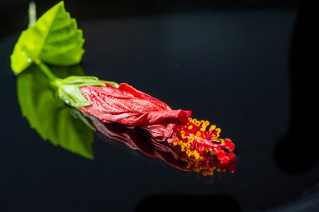 Beautiful red hibiscus flower bud with leaves. Symbolizes love. passion and tender beauty. An elegant addition to floral arrangements or decorations.の写真素材