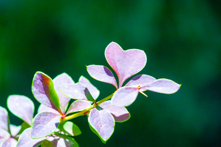 Decorative barberry. Adds a pop of color to any garden or landscape. A plant option that does not require special care. It is drought tolerant and adapts to various soil types.の写真素材
