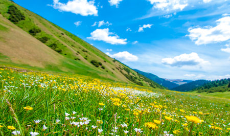 Summer in the mountains. Flowers in the highlands. Summer landscape. In such a beautiful world, there is no time to be bored.の写真素材