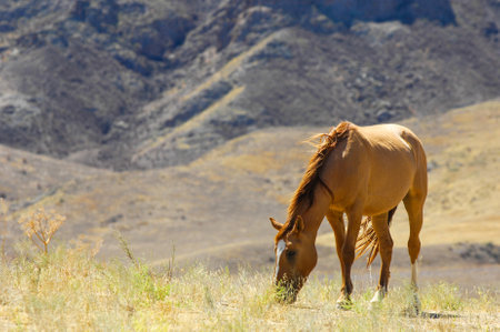 Scenic view of horses grazing in the river delta. Horses roam freely in their natural habitat. Stunning backdrop of rocky landscape. A tranquil setting for nature lovers and photographers.の写真素材