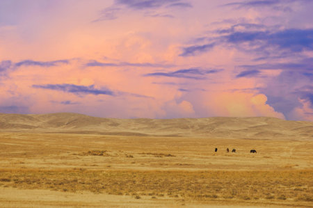 Steppe, prairie, In their soft whispers and gentle touches, love blossoms among these equine souls, harmonizing their actions as they graze in perfect unison, embodying the charm of equine affection.の写真素材