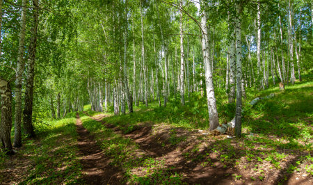 Summer , knoll, hills, birch trees grow on the slopes of the mountains, a winding dirt road along the slope, summer hot daysの写真素材