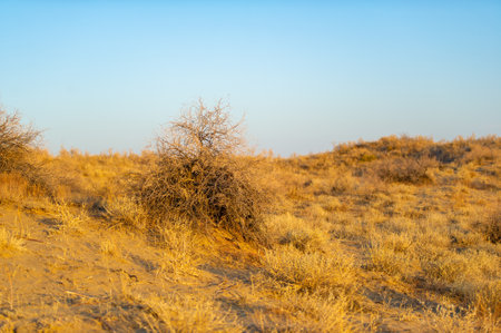 Enjoy the stunning beauty of the desert. Watch as nature paints a golden masterpiece with vibrant hues and breathtaking sunsets. Be inspired by the natural wonders of the dunesの写真素材