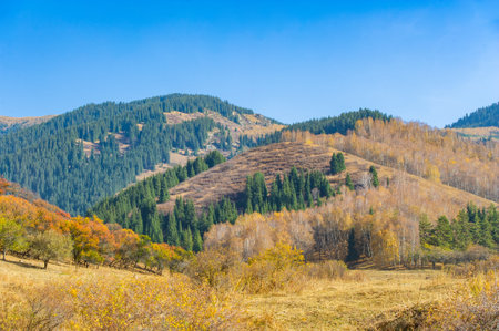 Enjoy the breathtaking beauty of autumn in the Tien Shan mountains. Witness the vibrant colors of majestic spruce and birch trees against the backdrop of rocky cliffs. Find peace and serenityの写真素材