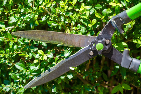 Easily trim trees using garden shears. Garden shears provide precise tree trimming. Keep your trees...