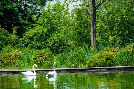 Swans in the Park Pond, Majestic Elegance Witness the beauty of nature as these two swans glide gracefully through the calm waters of the park, the perfect embodiment of serenity and grace.の写真素材