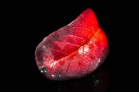 A stunning image of a bright red rowan leaf in autumn. The contrast with the black background enhances the vibrant colors. Ideal for fall themed designs or decorations.の写真素材