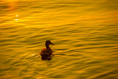 Peaceful and serene scene with ducks swimming in the river. The setting sun creates the perfect backdrop for a relaxing moment.の写真素材