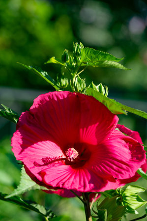 Hibiscus rosa-sinensis, Chinese rose. Hibiscus flower tea is known by many names and is served both hot and cold. The drink is known for its red color, tart taste and vitamin C content.の写真素材